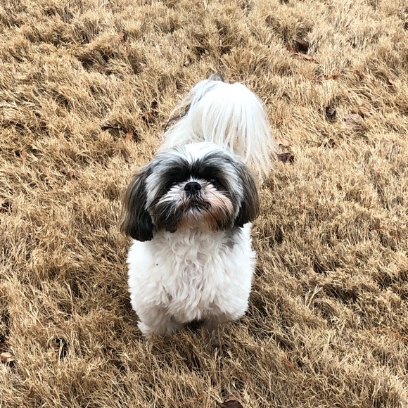 Meet your Posher Ambassador, Jacqueline - Picture 6 of 7